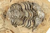 Fossil Calymene Trilobite In Nodule (Pos/Neg) - Morocco #251732-1